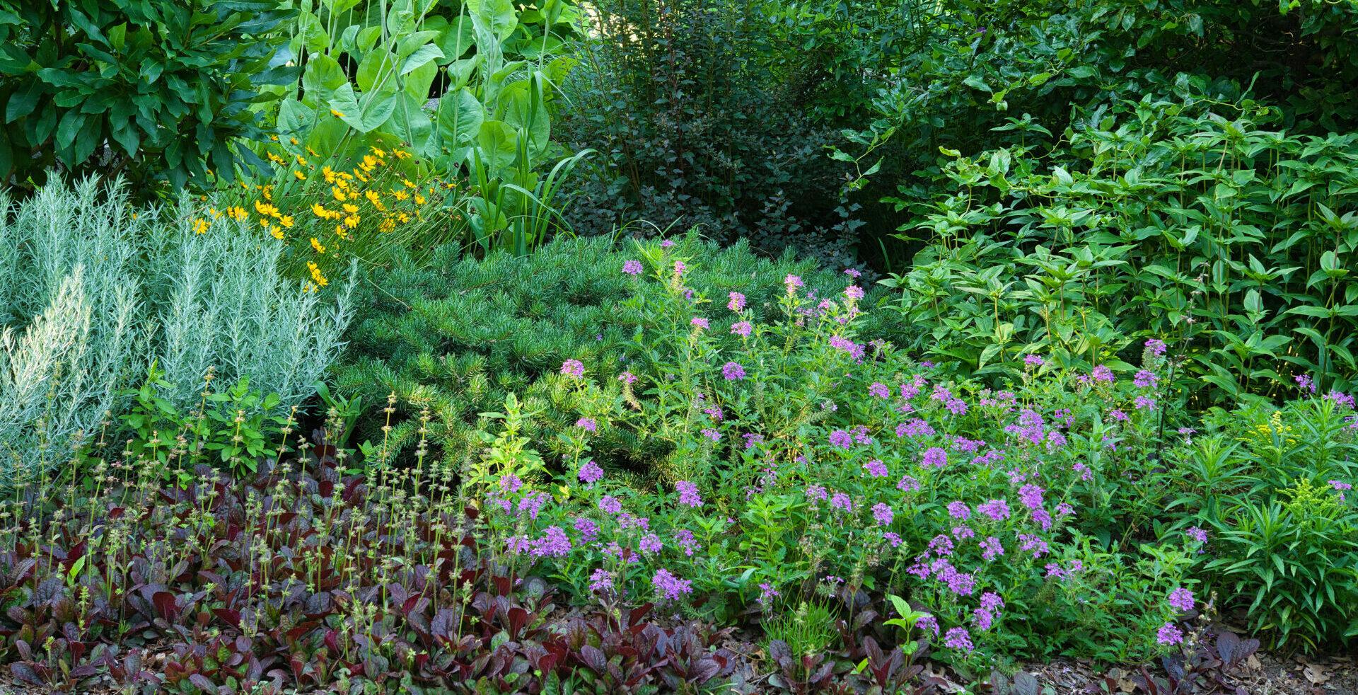 a densely planted garden bed with lush greens, along with some dark purple leaves, and some yellow and purple flowers