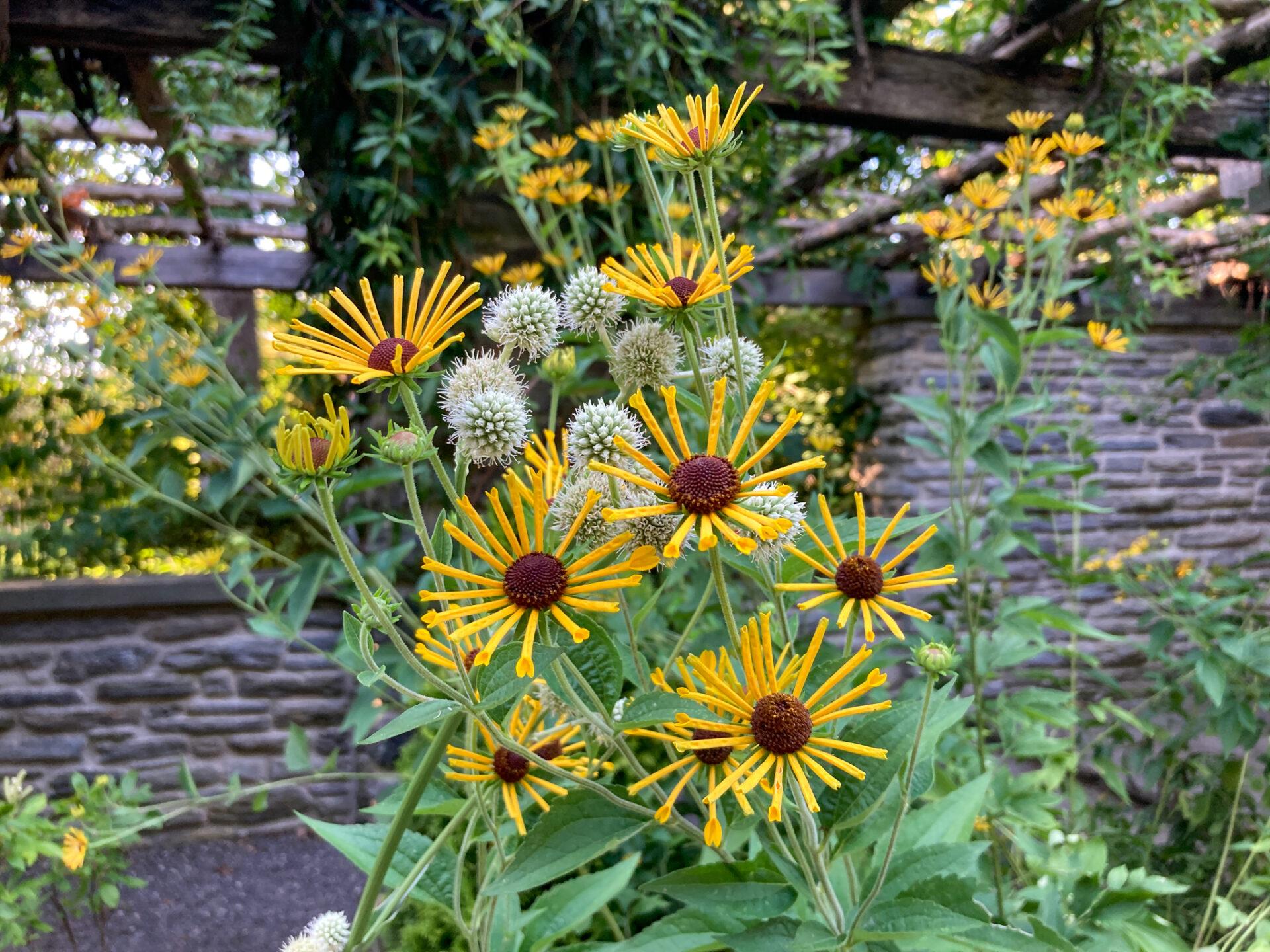 flowers with yellow tubular petals and brown centers along with spiky white flowers in front of a stone wall and pergola