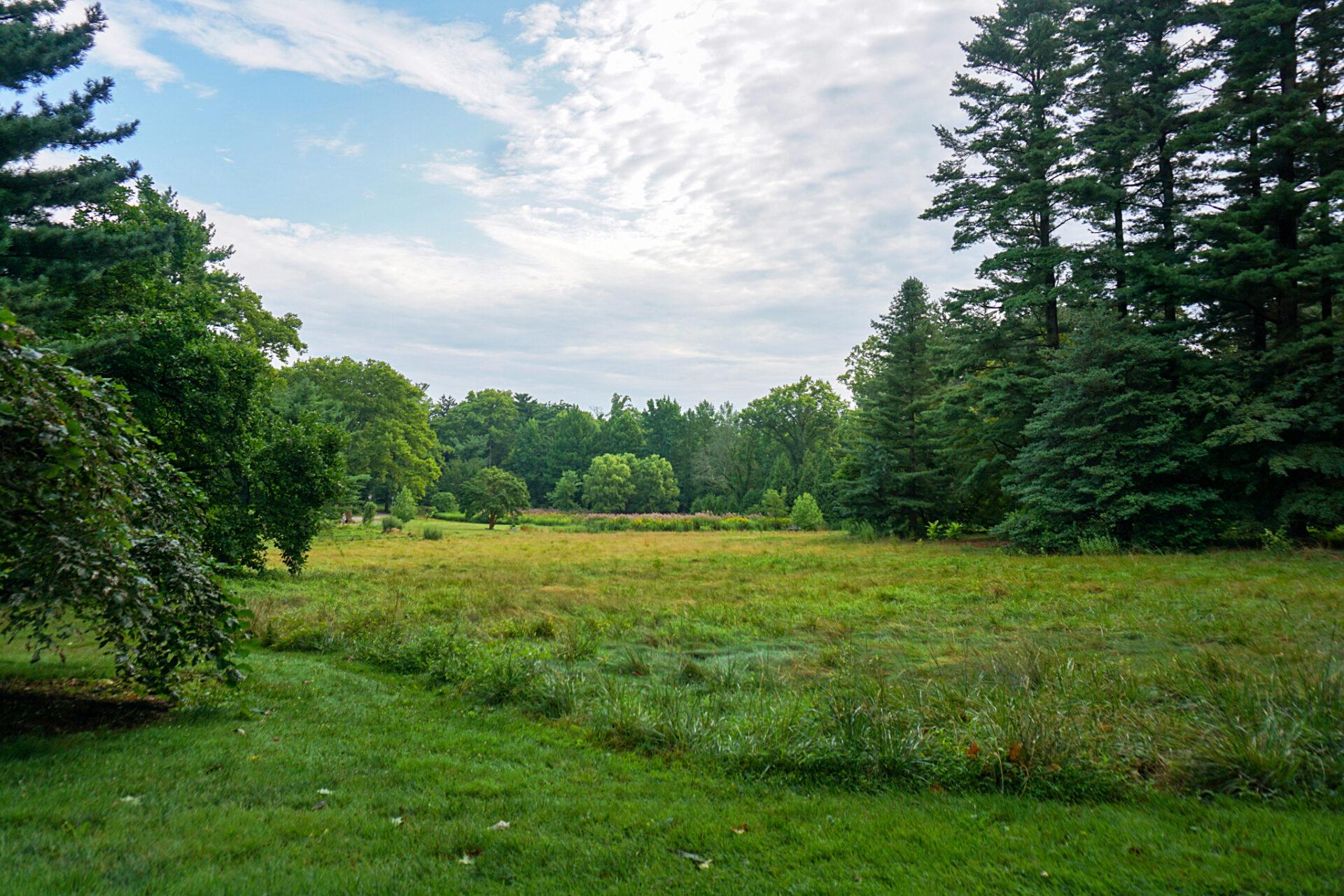 vista of a meadow surrounded by trees with a cloudy sky