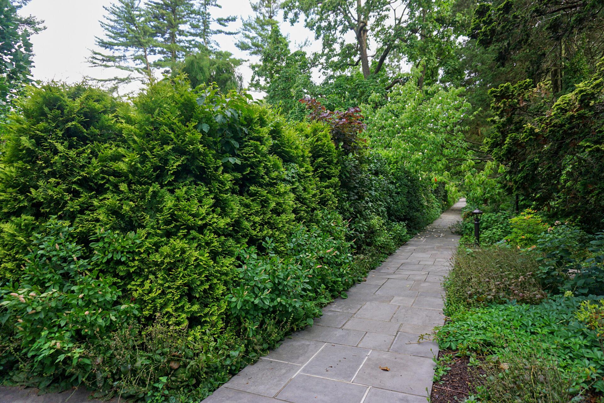 a lush green hedge along a paved path