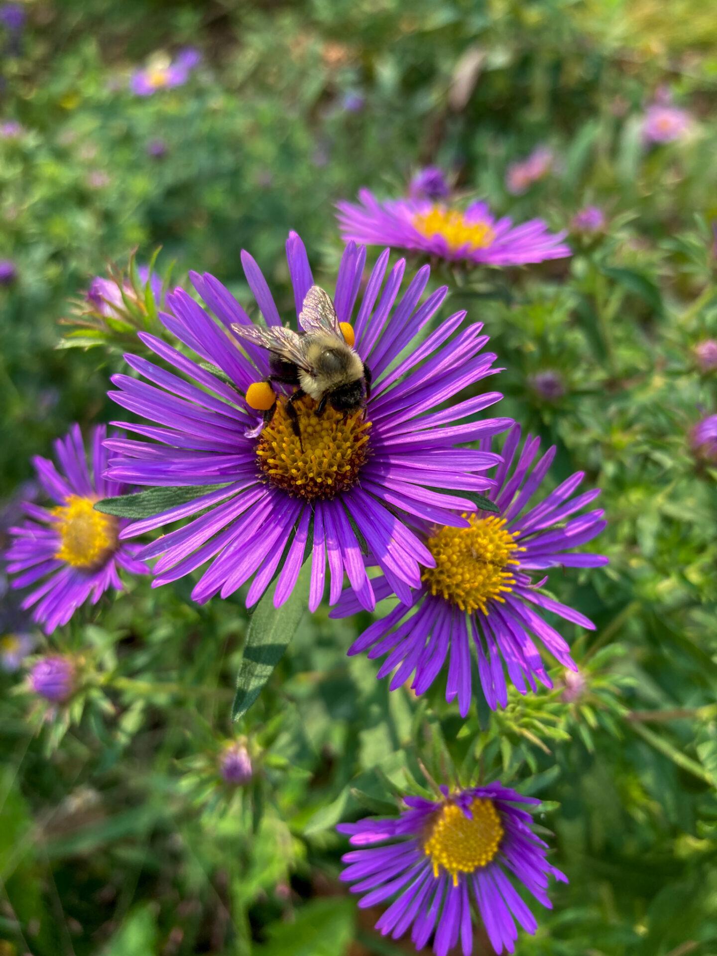 a black and yellow bee on a purple flower with golden center