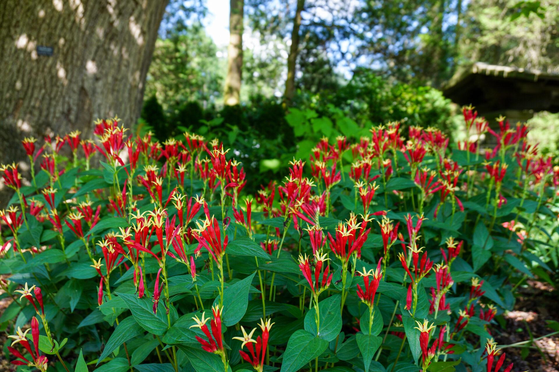 clusters of bright red flowers with yellow centers looking like mini fireworks coming out of green leaves