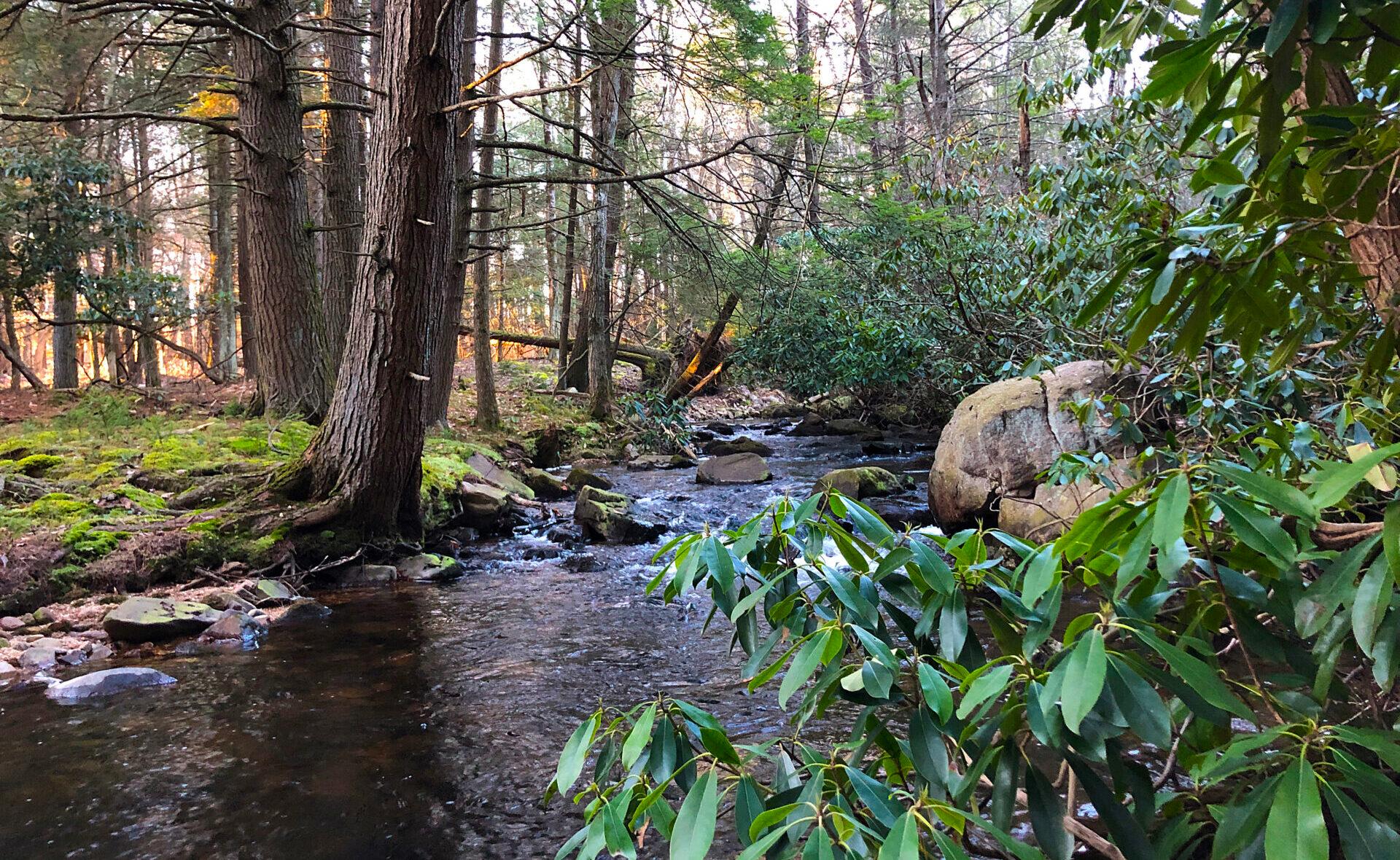 a stream with tall trees and moss on one side and boulders and shrubs on the other side