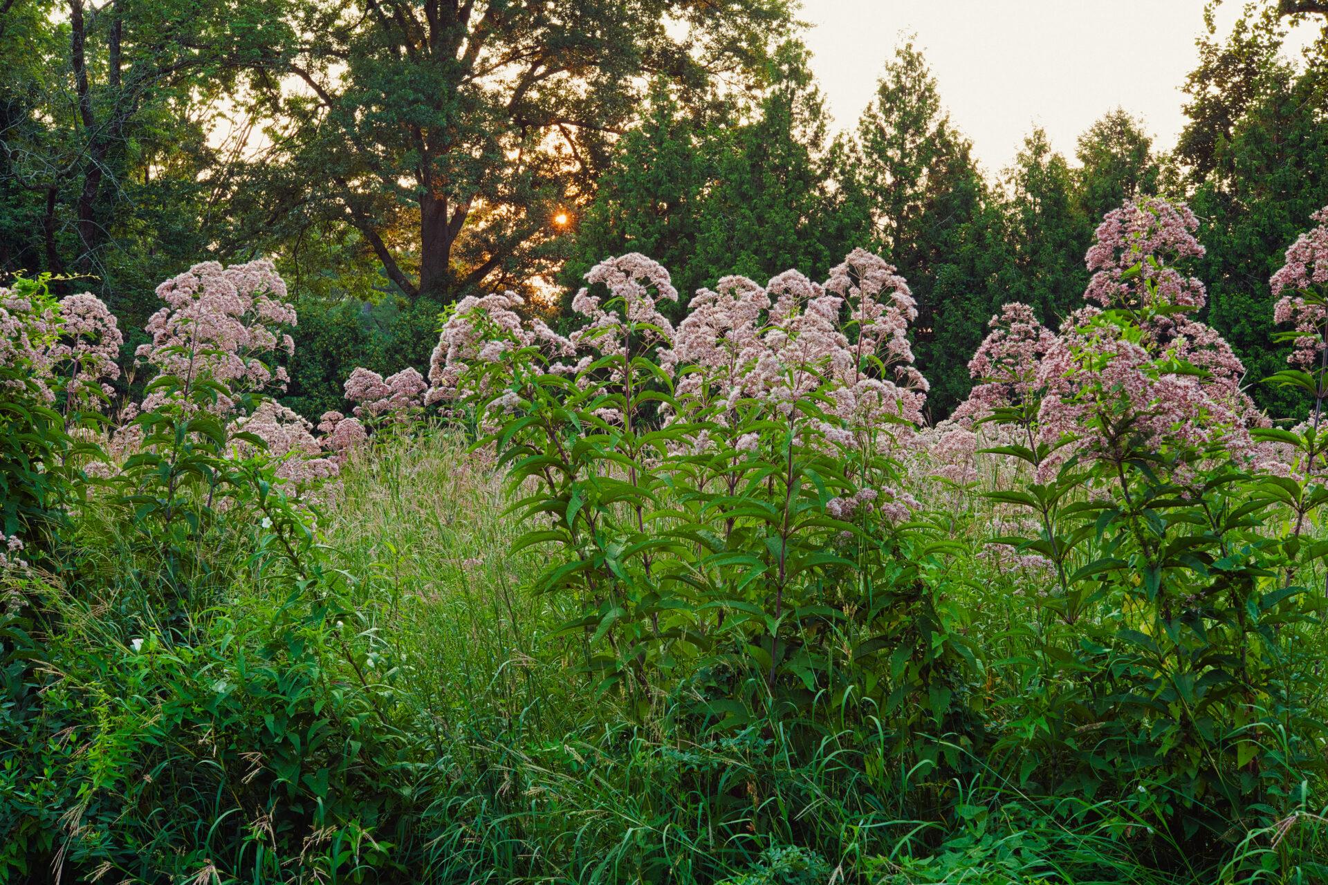 puffy pink flowers sit on top of tall stems swaying in the breeze at sunset