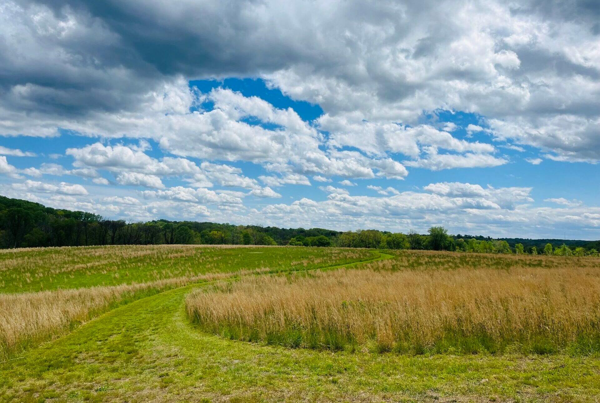 a winding grassy trail leading through a field of tall grass with a blue sky and fluffy clouds