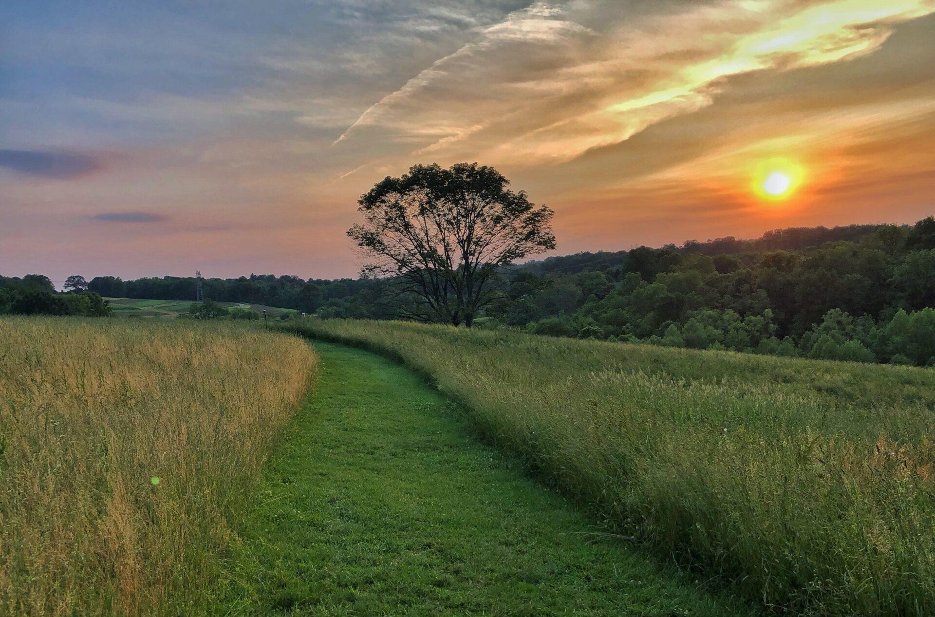 a landscape shot of a grass path leading down a green field with a colorful sunset and trees in the background