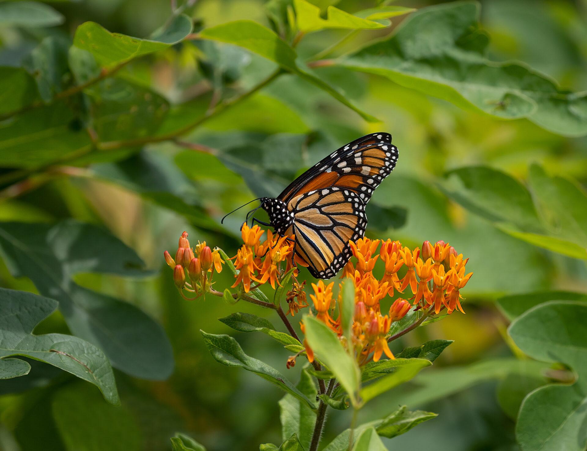 an orange and black butterfly with white spots on a cluster of orange flowers