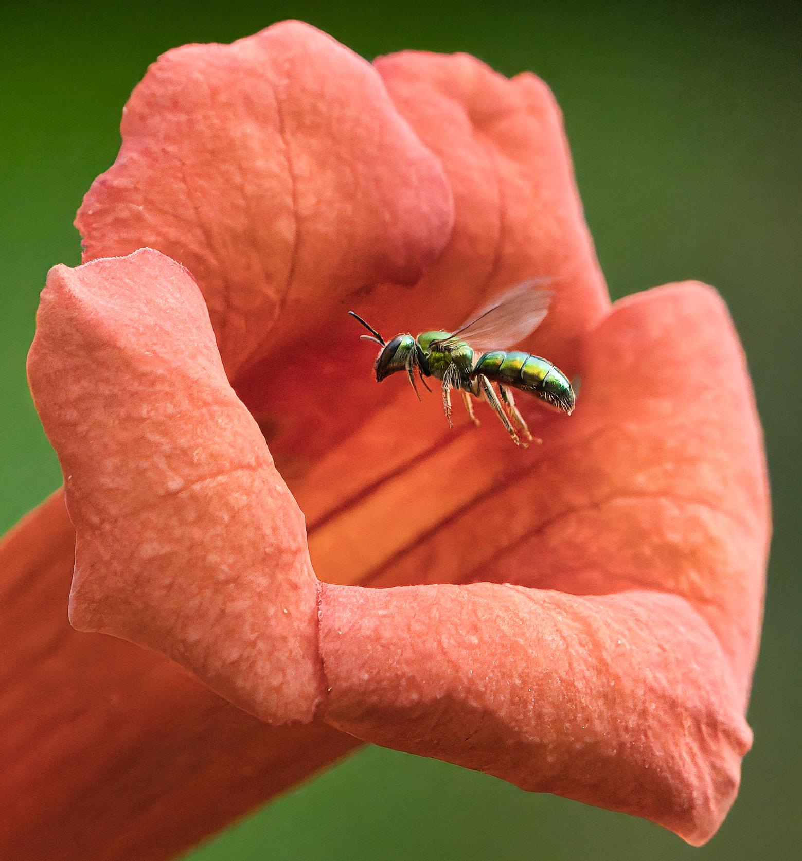 close-up of an orange trumpet-shaped flower with a metallic, green bee flying into it