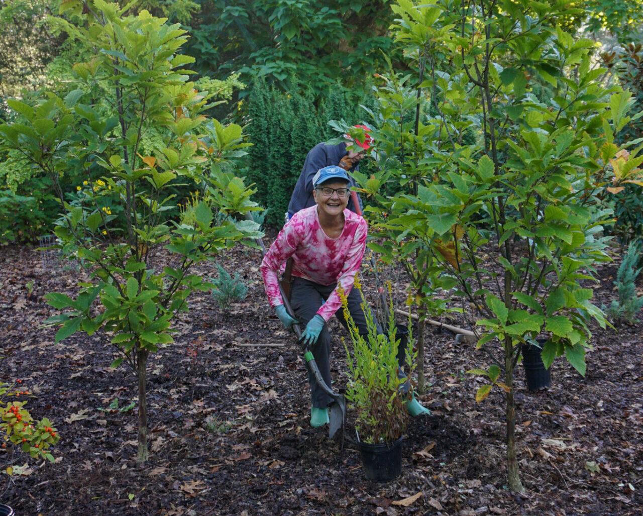 a smiling person with a hat, glasses, and a shovel planting a potted shrub.