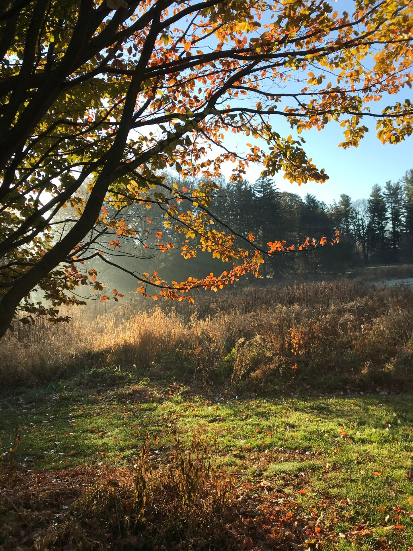 golden sunlight with dramatic shadows on a winter meadow of dry plants and a small tree silhouetted in foreground