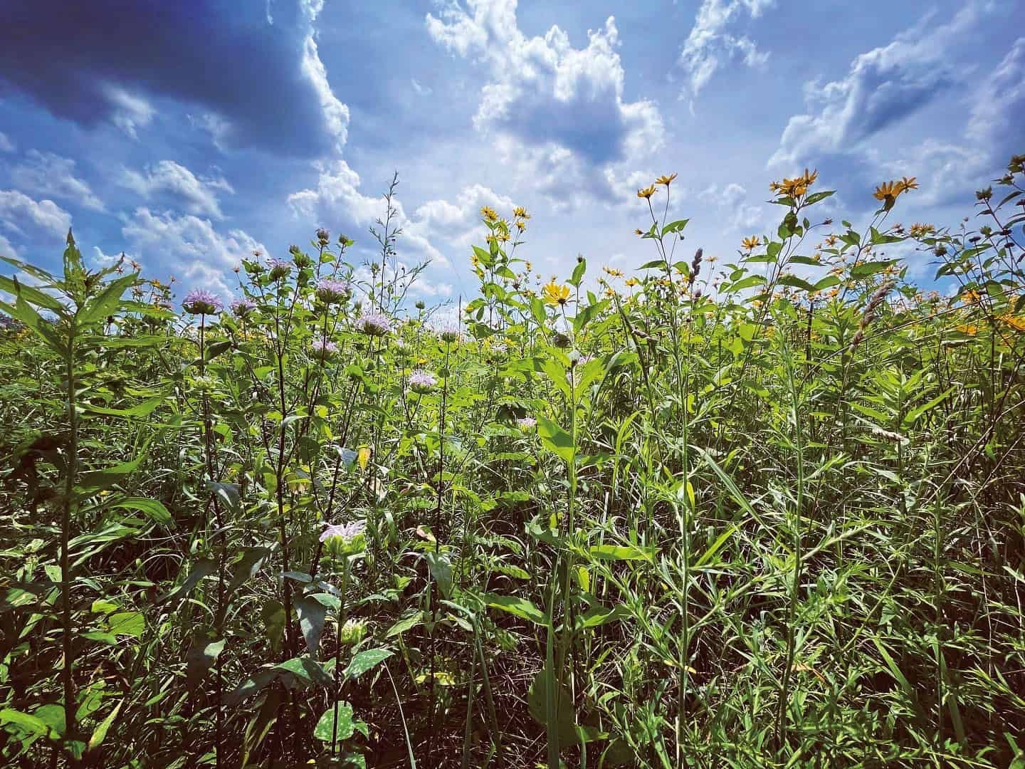bright sunny photo of various field wildflowers in bloom