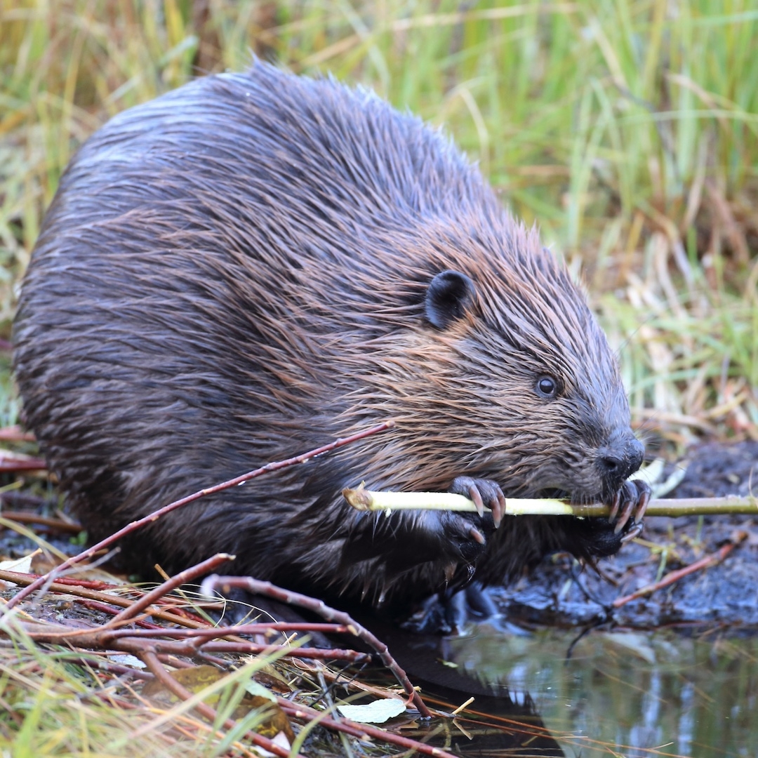 A beaver gnawing on a stick