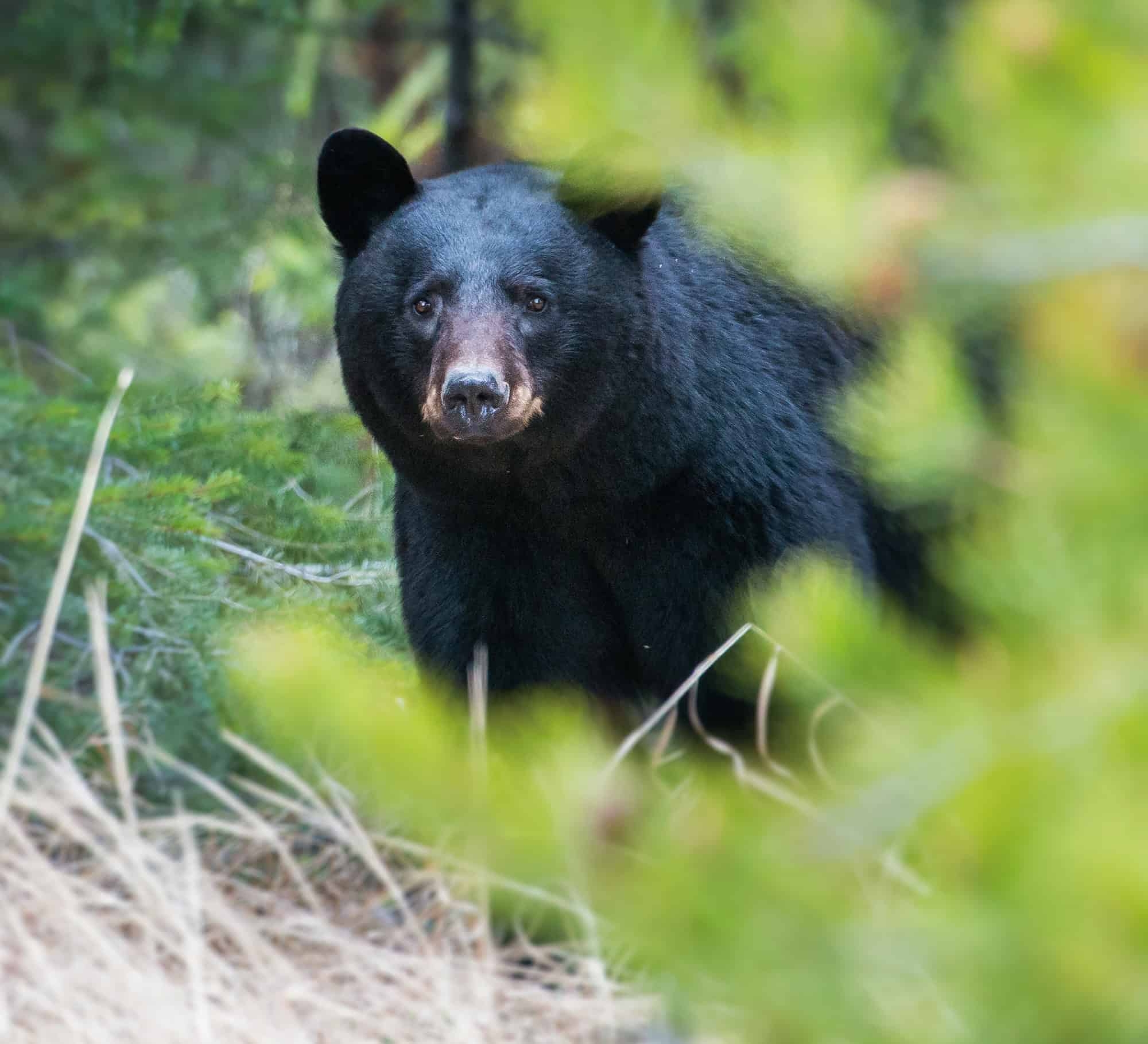 A black bear in the foliage staring at the camera