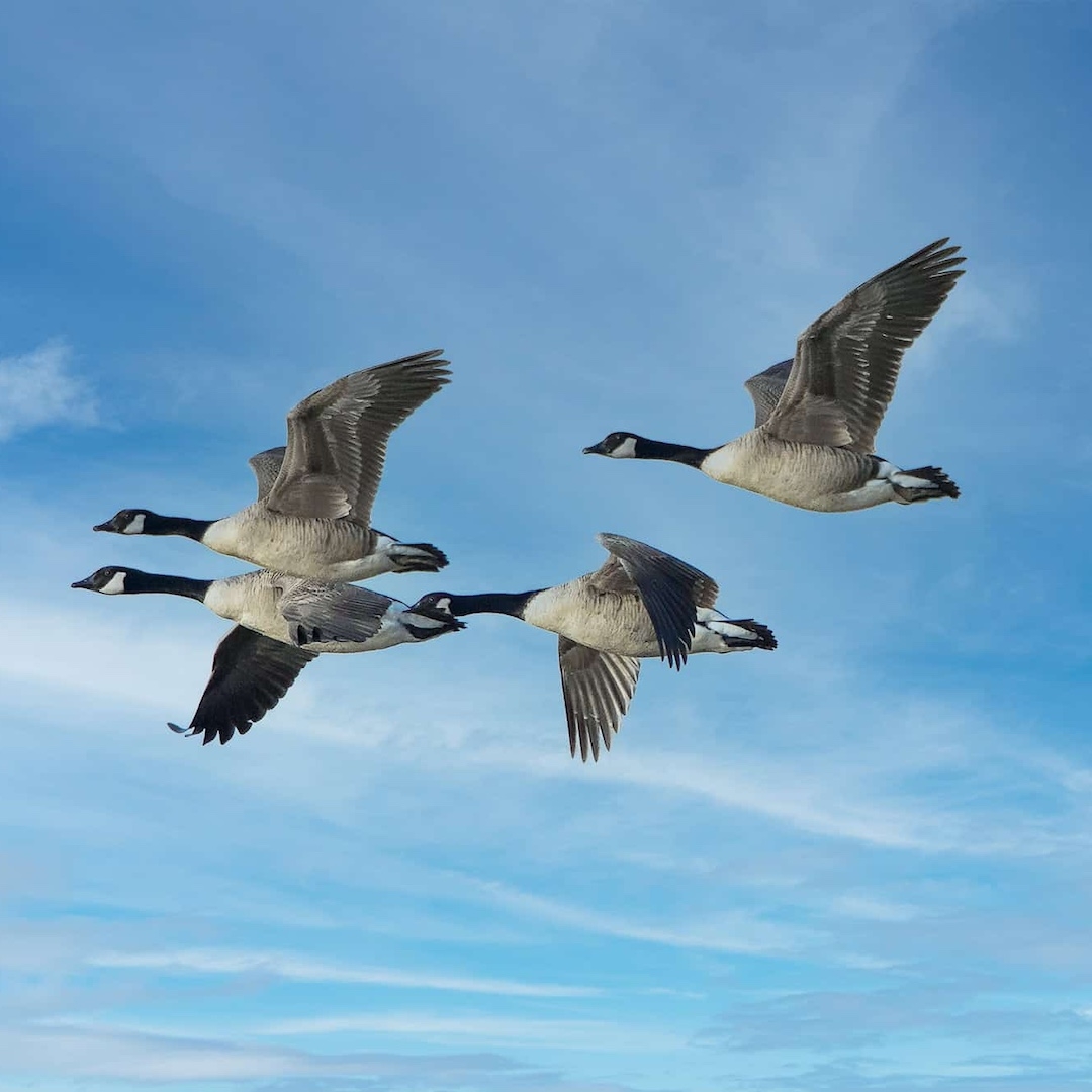 flock of four canadian geese flying in a clear sky