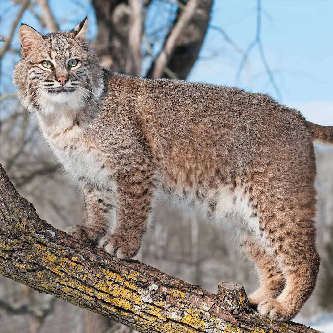 A lynx spotting something in the distance