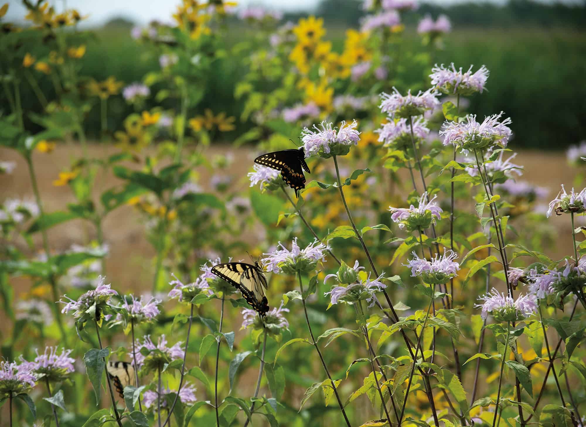 three swallowtail butterflies sitting on the light purple flowers of beebalm with tall yellow flowers behind them in frame