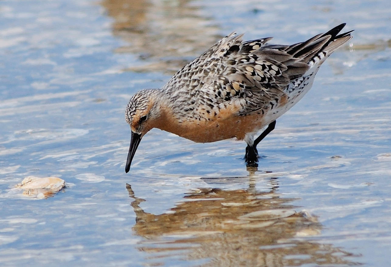 a bird with a red breast and speckled black and white wings wades through water with its beak downturned almost touching the surface of the water