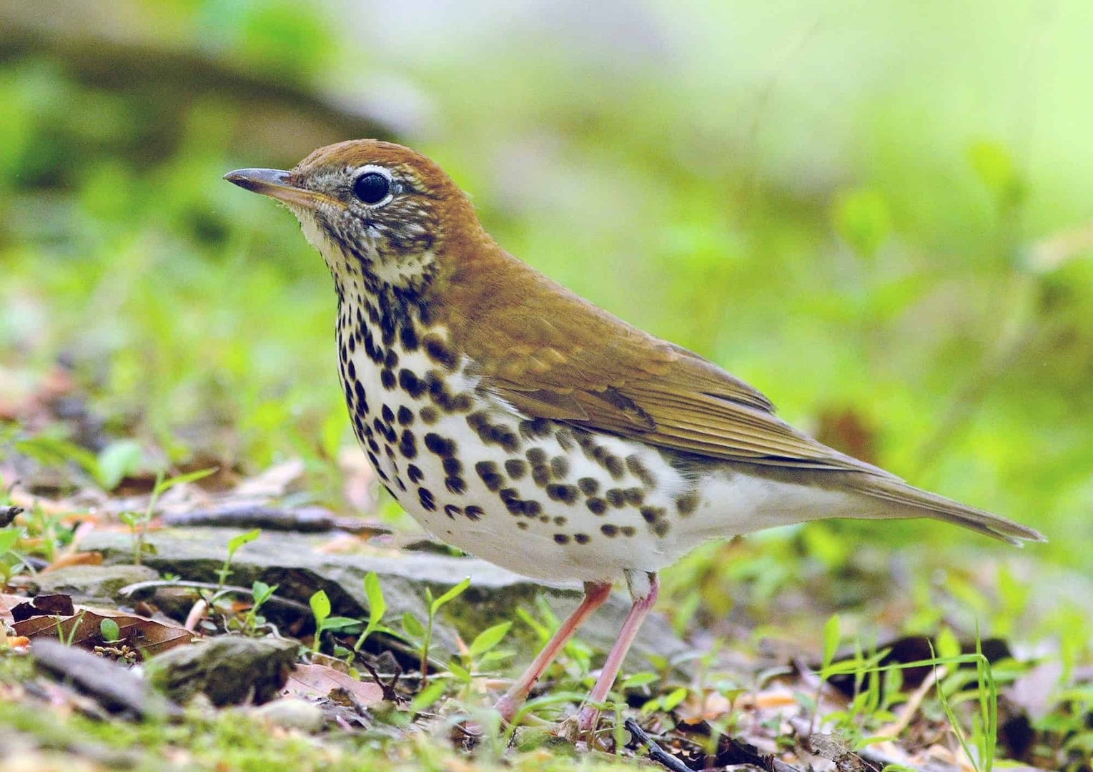 A brown bird with a brown and white speckled belly and throat is standing on the forest floor.