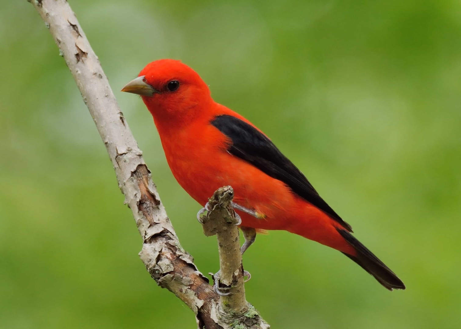 A striking red bird with black wings perches on a twig with a green background.