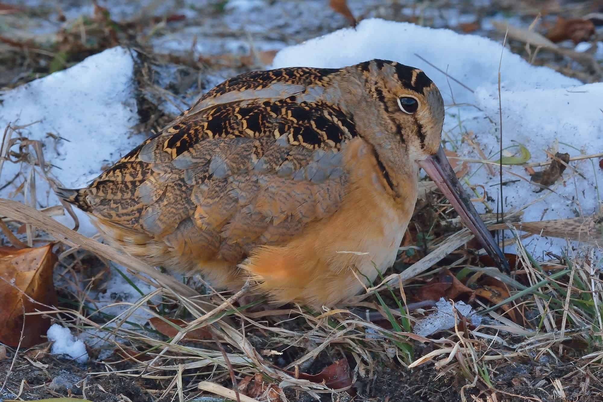 a very rotund brown and red bird sitting in between small snow piles on some dead grasses