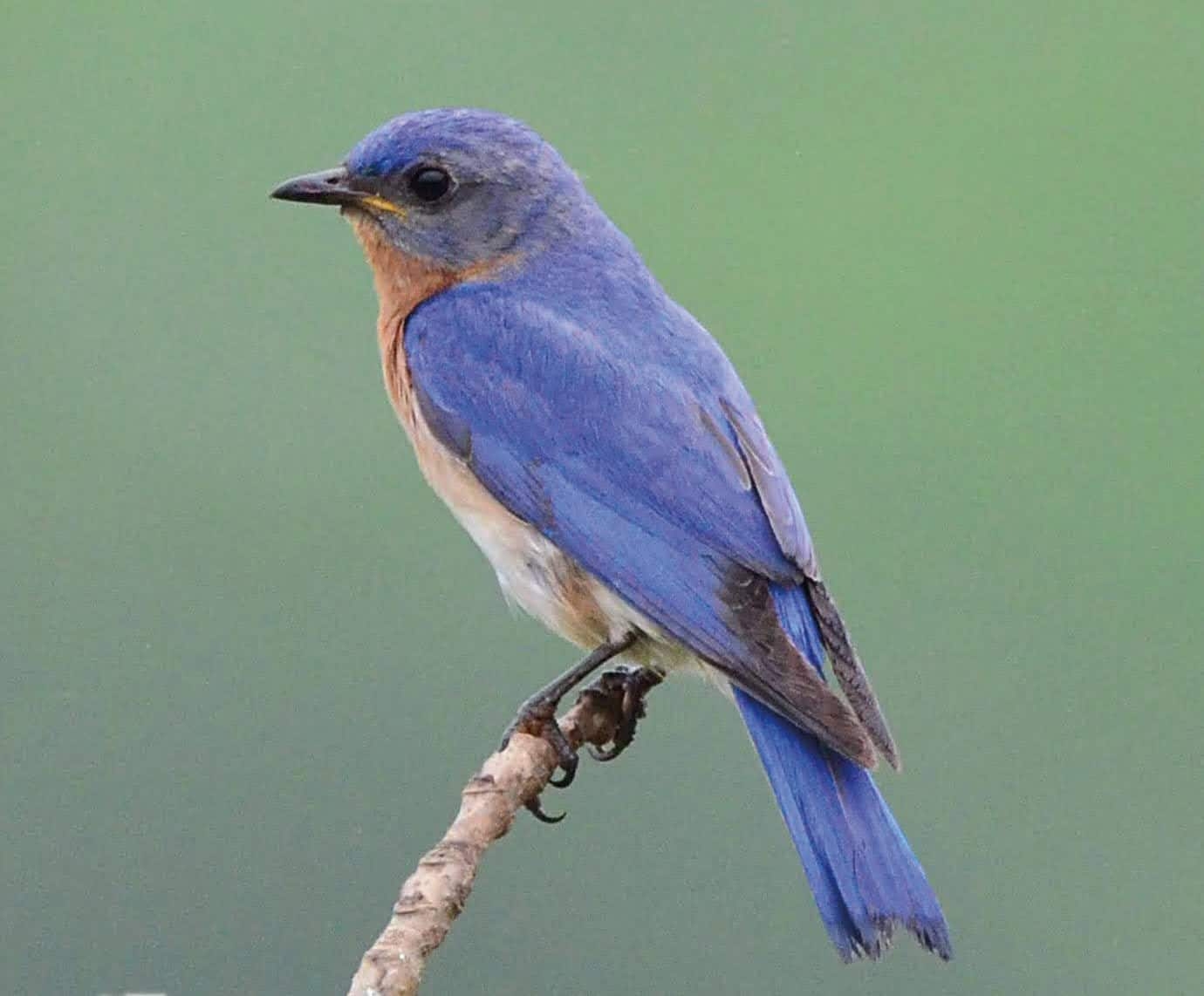 bird with a red breast and bright blue head and back in front of a green background