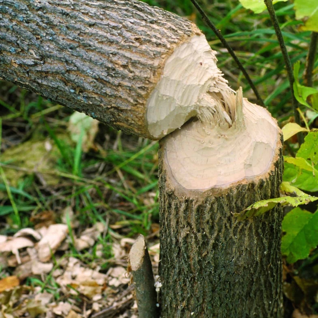 A tree fallen by a beaver