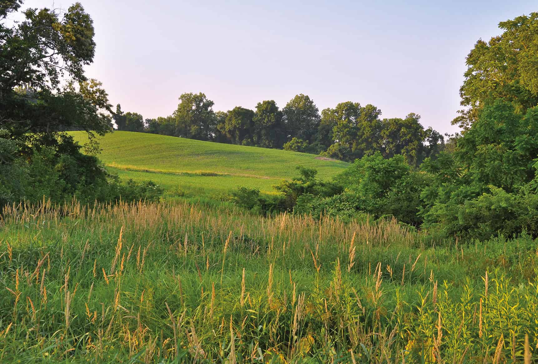 rolling hills with green grass and green trees with a clear blue sky