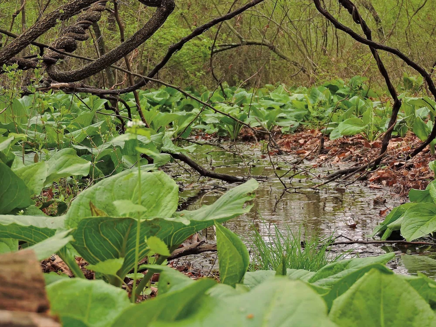 A wetland environment with large leaved skunk cabbage plants across the forest floor with shrubs in the background