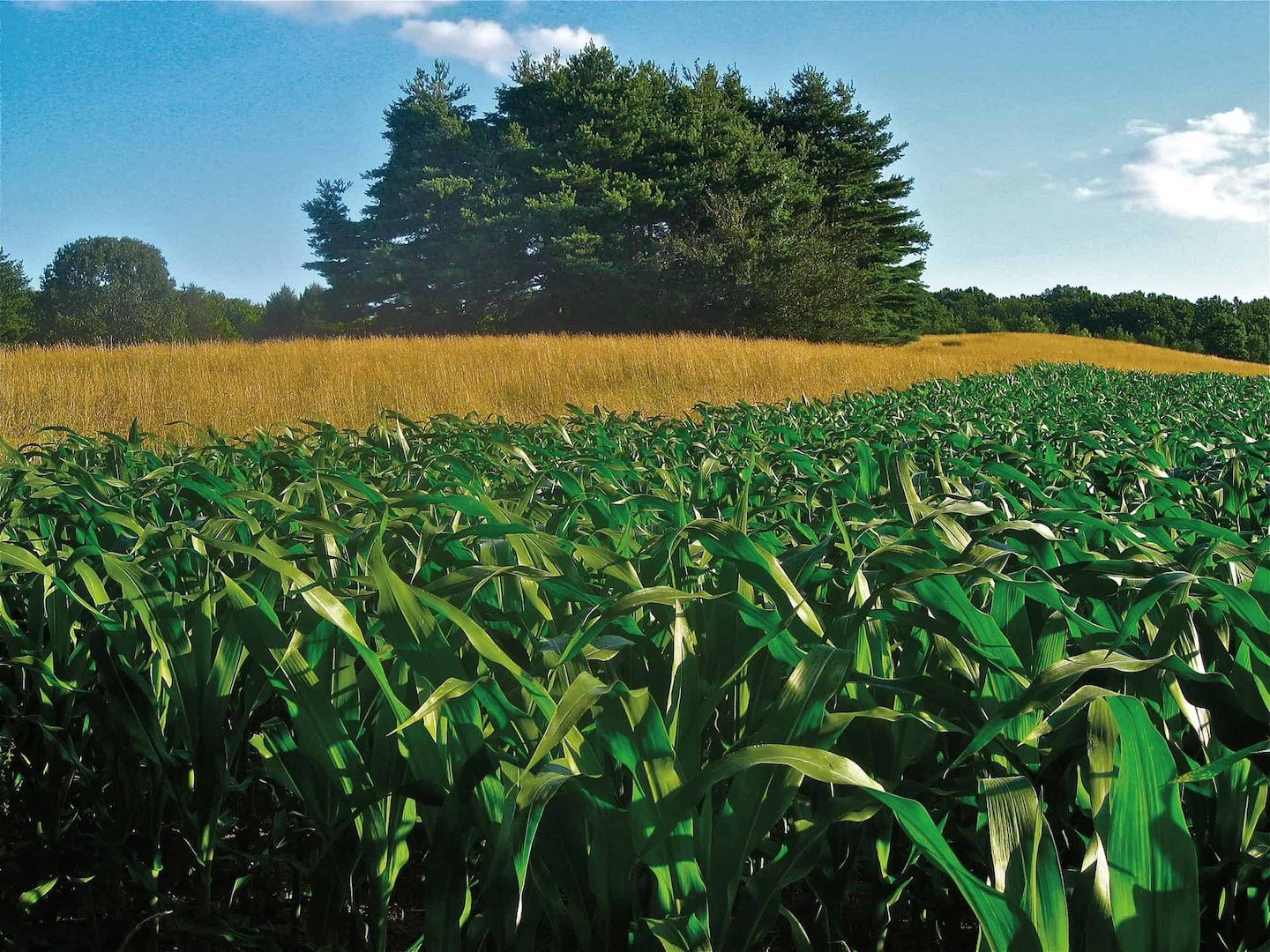 green corn fields with yellow meadows behind and tree in background