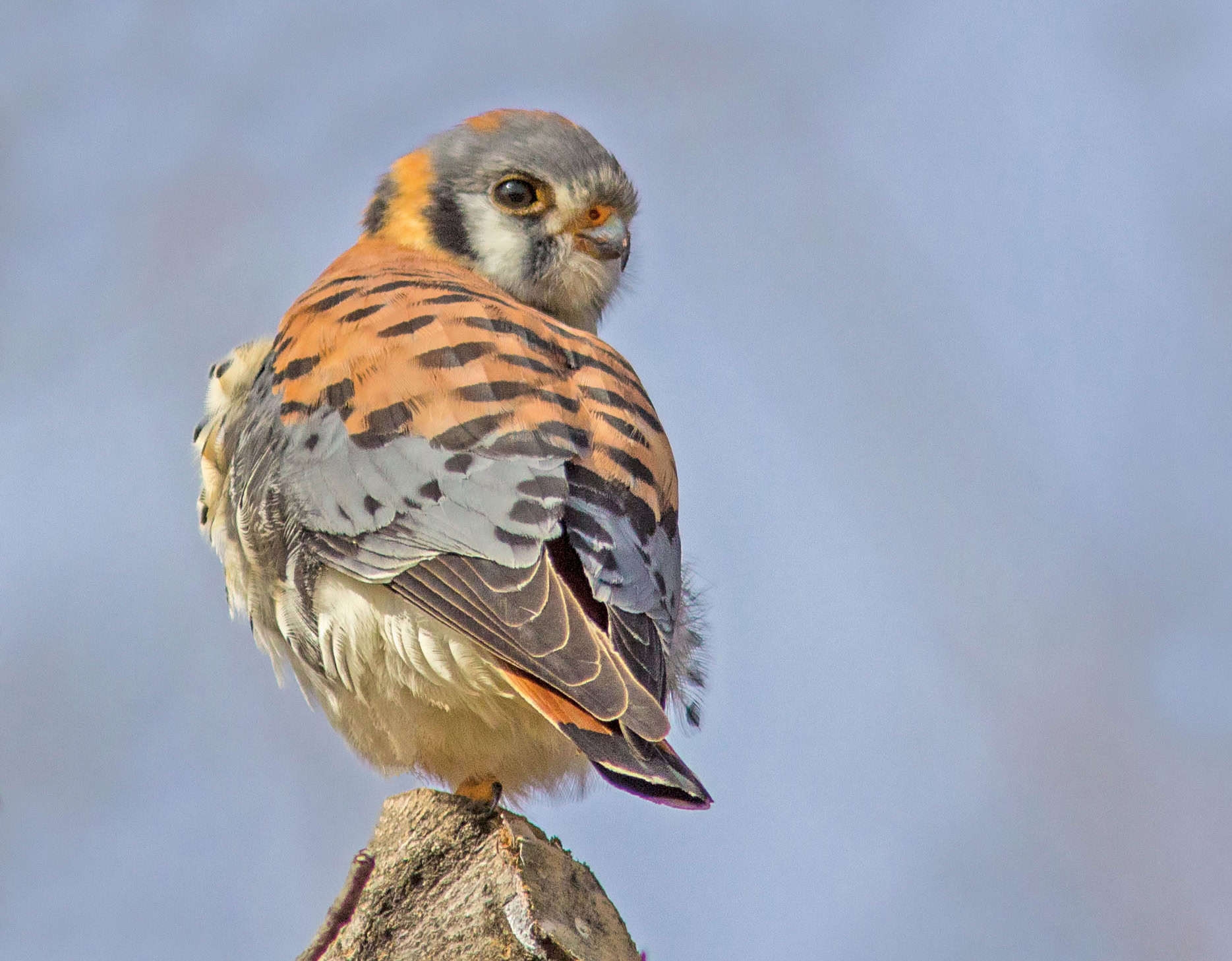 red and gray bird of prey on top of a rock peeking over their shoulder in the direction of the camera