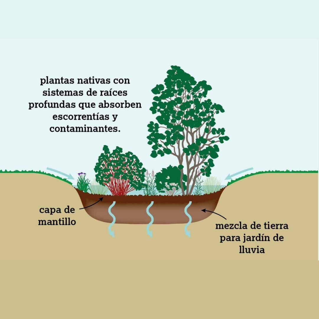 digitally illustrated diagram in spanish depicting how planted rain gardens work and absorb excess water