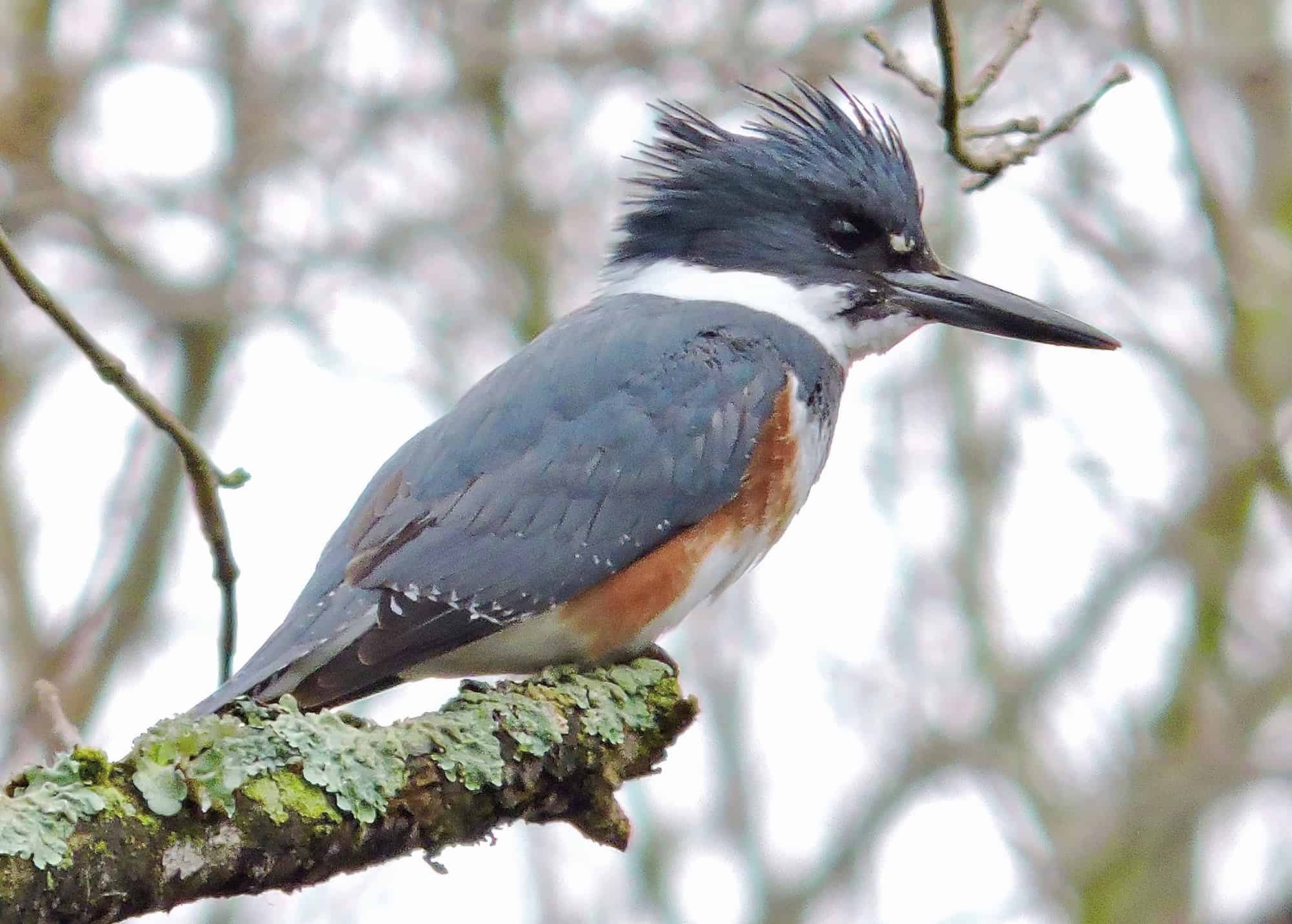 a bird with a gray back and a mottled red and white chest sitting on top of a branch covered in lichen