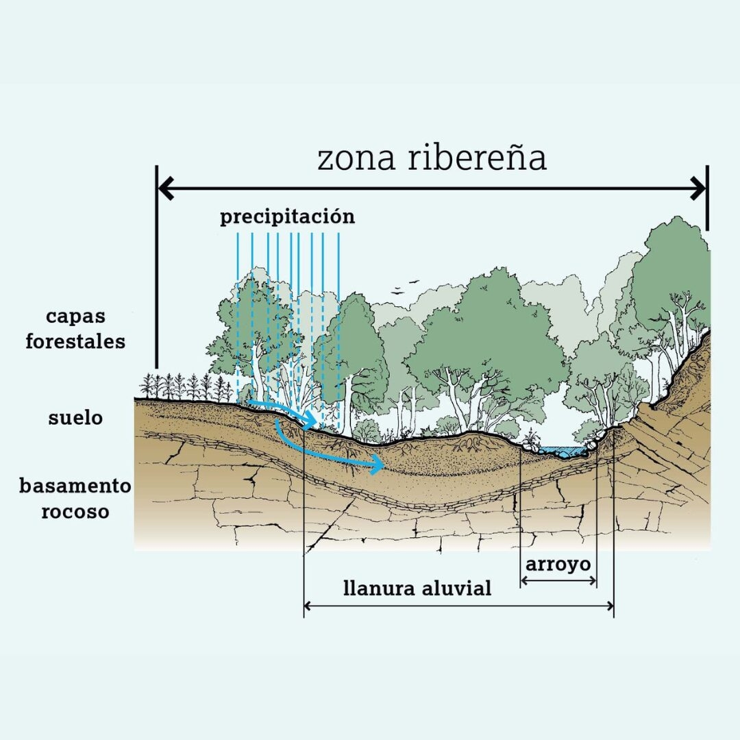 illustrated diagram in spanish depicting a riparian buffer