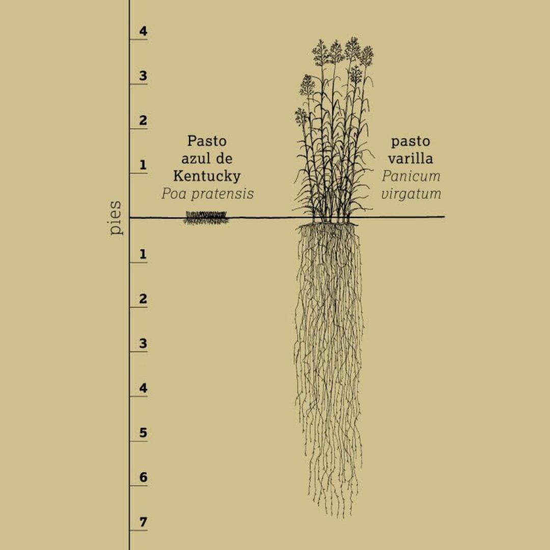 illustration in spanish of two different species of grass and their above-ground height versus their root network