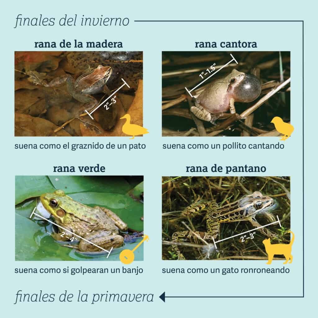 A Spanish-language graphic showing four types of springtime frogs found in Southeastern Pennsylvania
