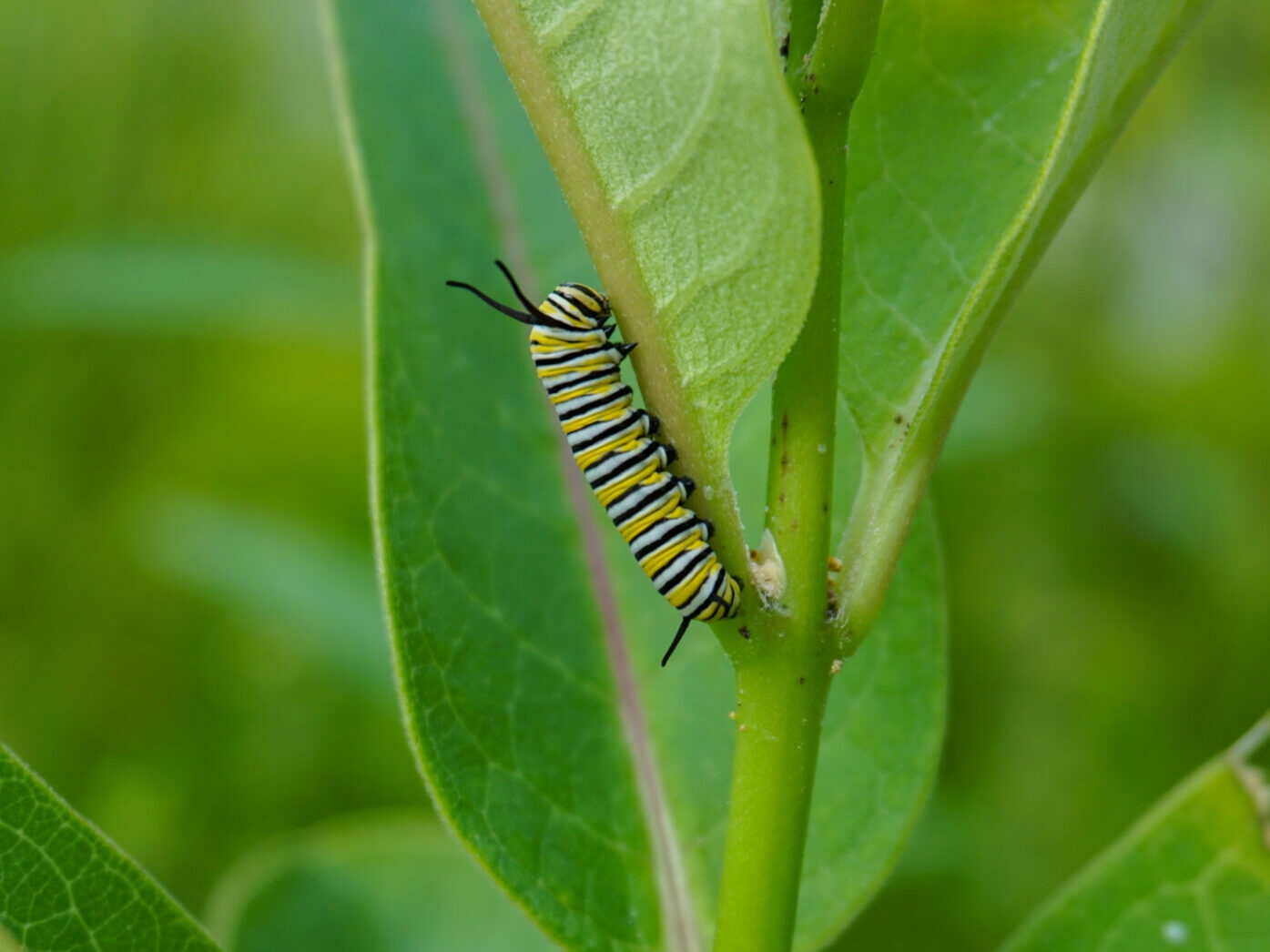 a black, white, and yellow monarch caterpillar munching on green leaves