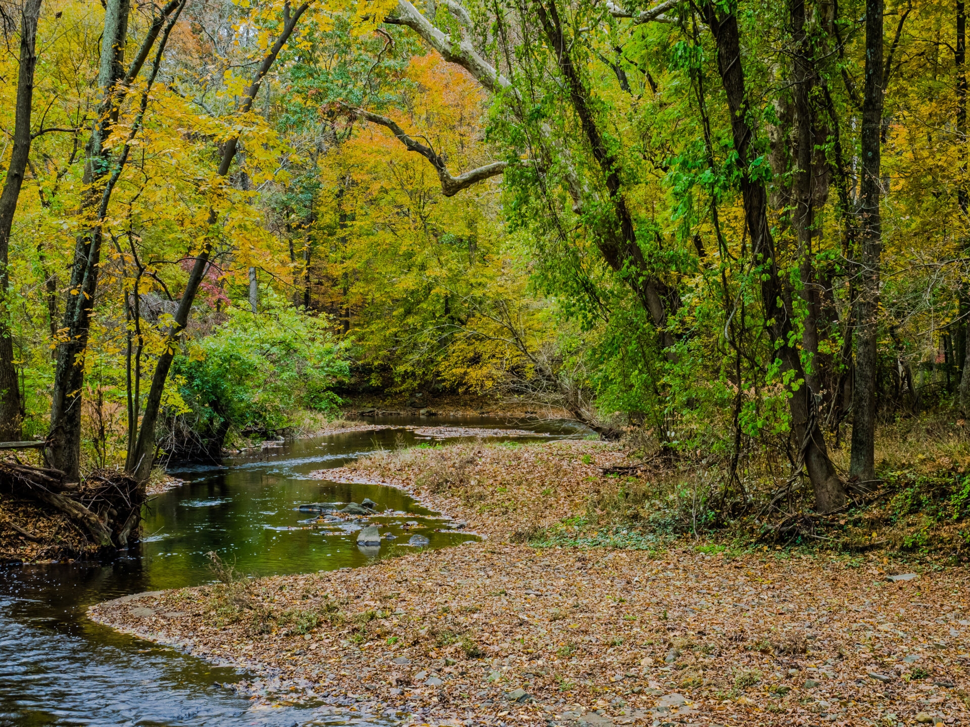 a landscape of a creek running through the woods with green and yellow trees.