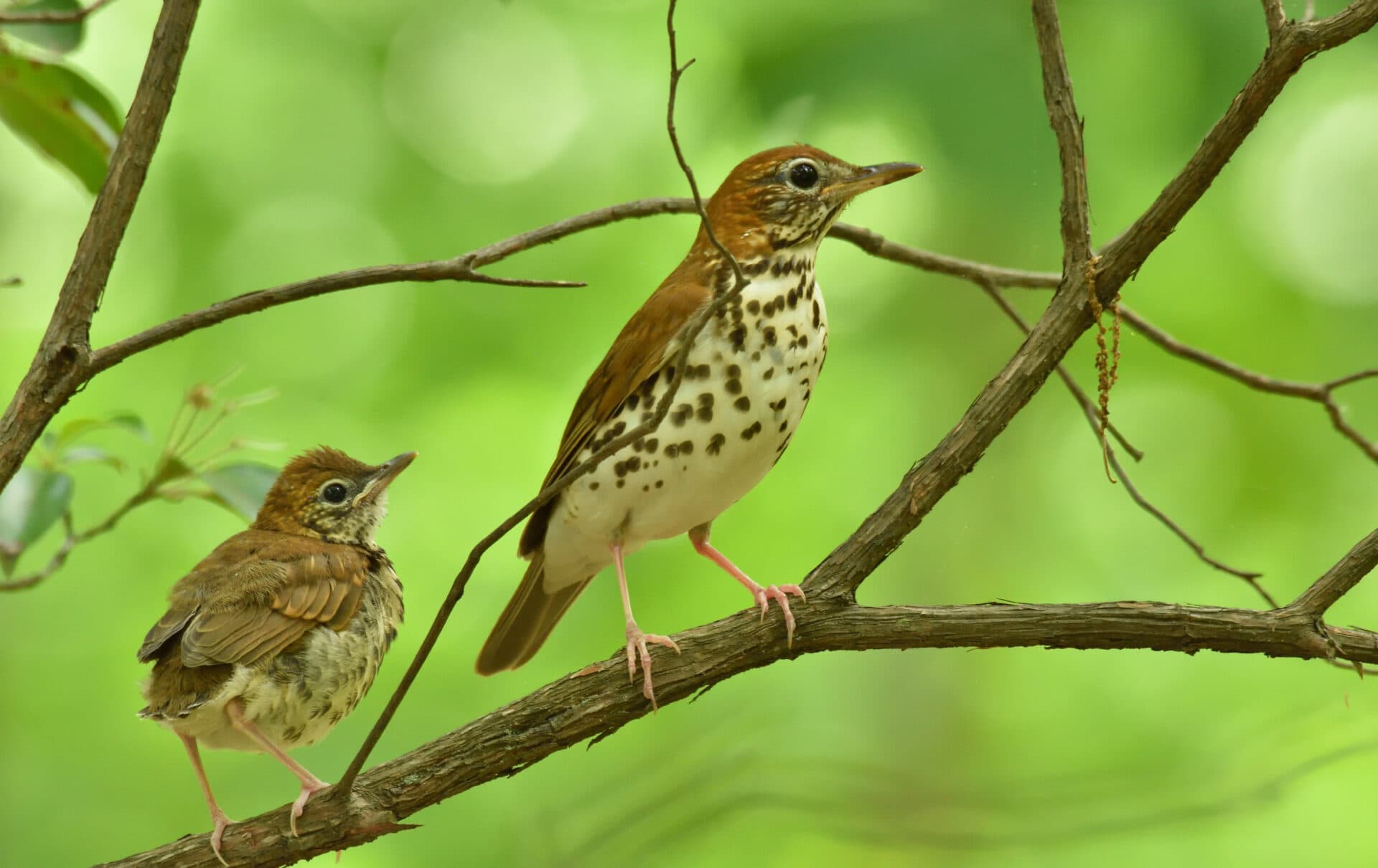 Spring Fledging eastern redbuds: harbingers of spring
