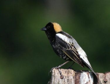 A bird with a yellow and black head and white and black body
