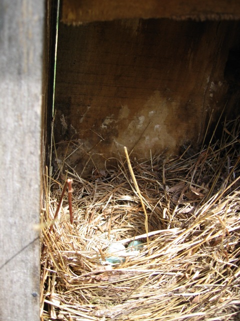 Bluebird nest w/eggs