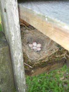 Chickadee eggs - Mariton