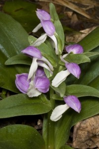 MANCHON Showy orchis