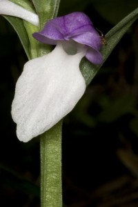 MANCHON Single Orchis Blossom