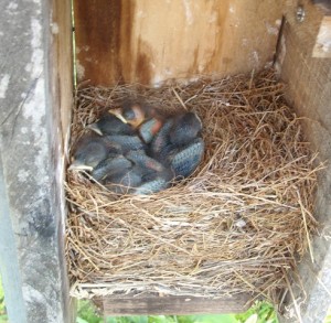 Nest box 6.08.11