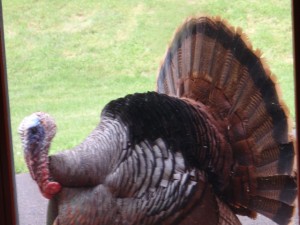 Turkey at the door