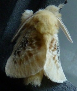 Close up on a white puss moth