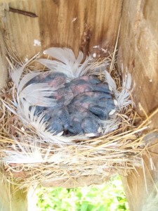 Tree Swallow babies