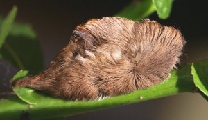 Puss moth in caterpillar stage