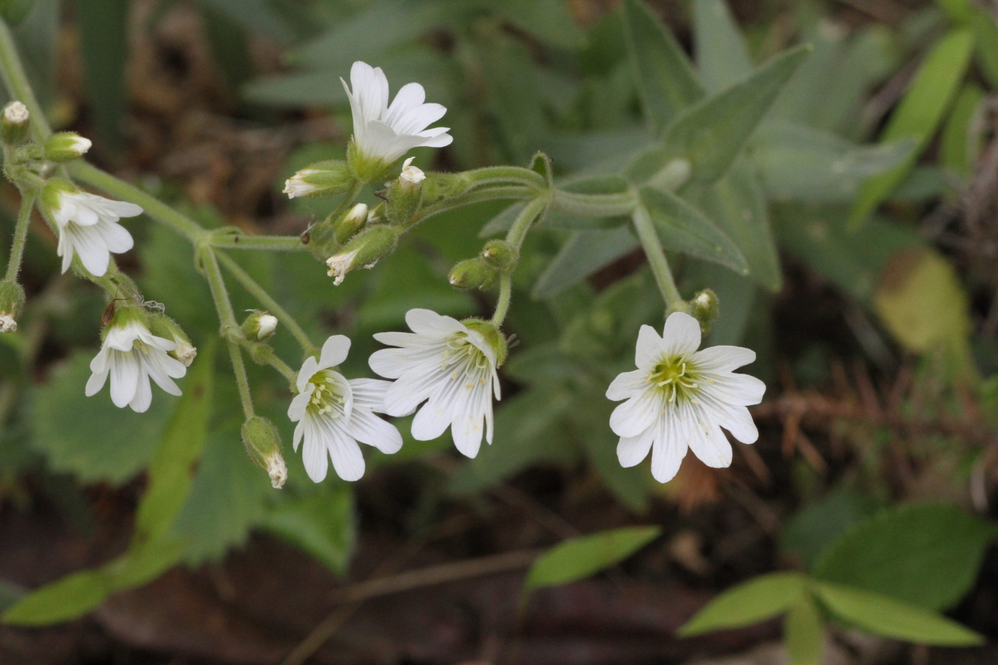 large field mouse-ear chickweed (Cerastium velutinum var. velutinum ...