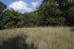 small grassland remnant